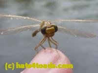 /home//u458753944/public_html/sourcegallery//////////////////////////////Insects and small critters/dragonflies and damselflies/P1070104.JPG